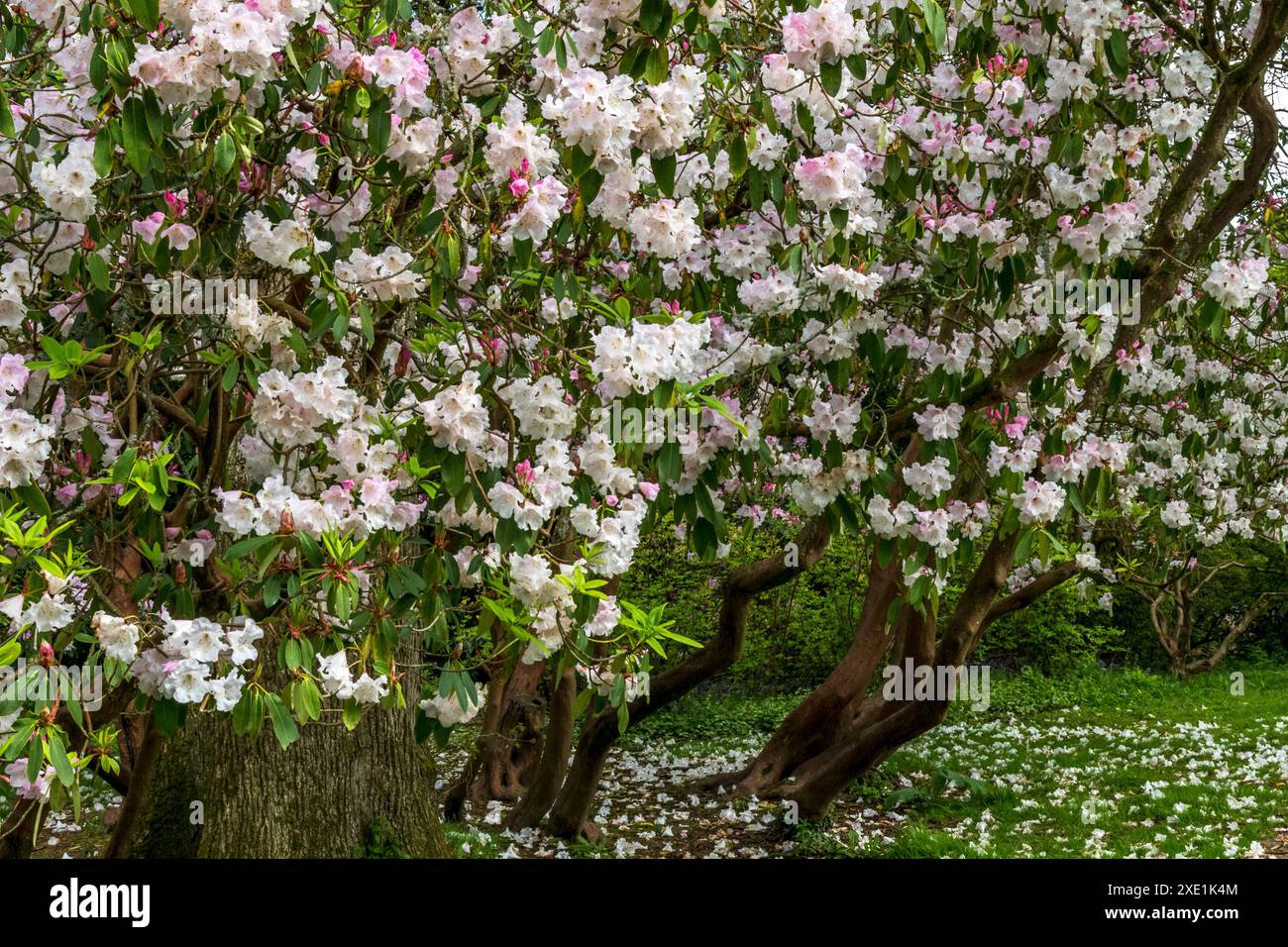 Arbusti di rododendro in un ambiente boschivo Foto Stock