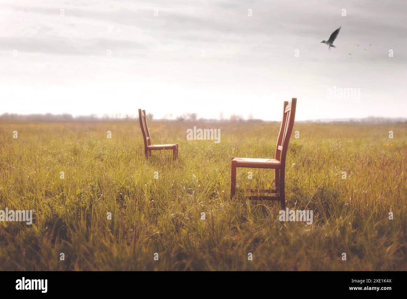 due sedie abbandonate, una di fronte all'altra in mezzo a un prato, concetto di attesa e amore per una coppia Foto Stock