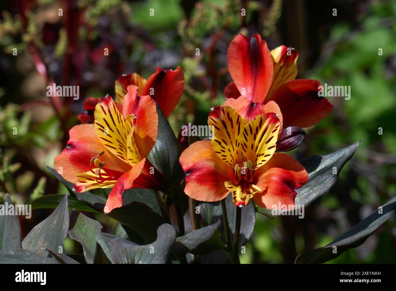 Alstroemeria Foto Stock