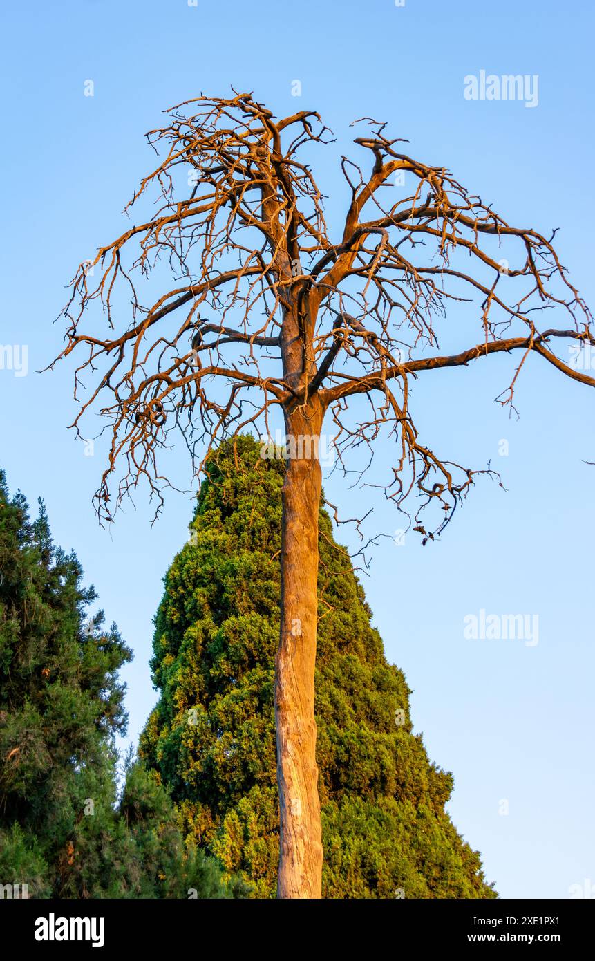 Un albero morto. Foto Stock