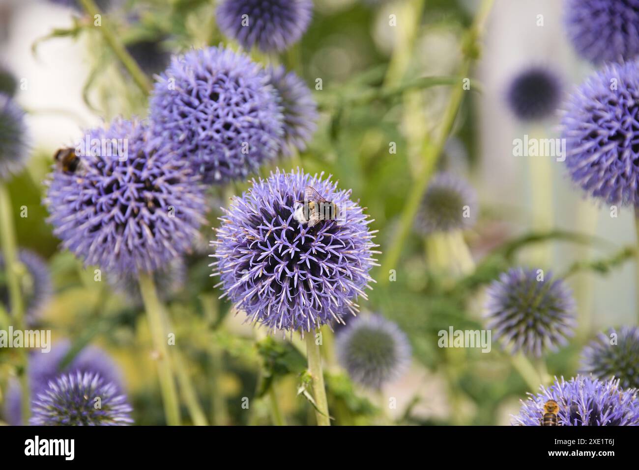 Bumblebee e bee sono seduti su un cardo globo in fiore viola Foto Stock