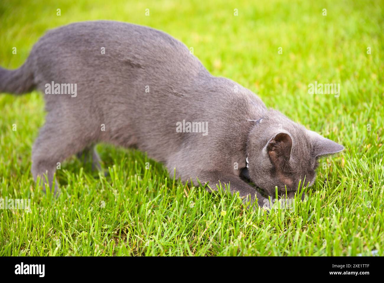 Gatto giocoso nel prato a caccia di topi Foto Stock