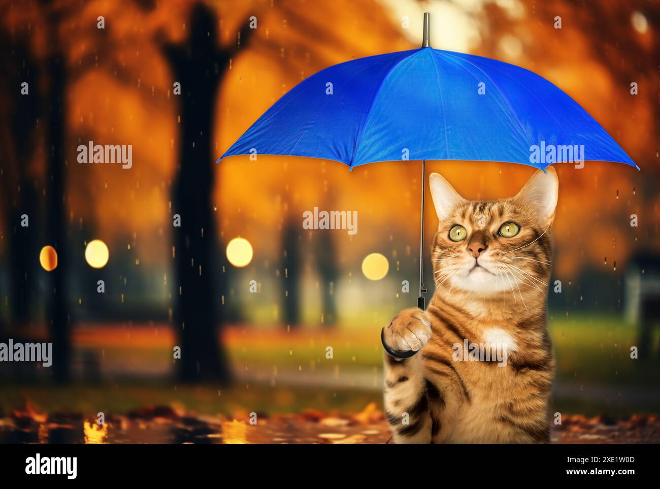 Gatto con ombrello sullo sfondo di un parco autunnale. Foto Stock