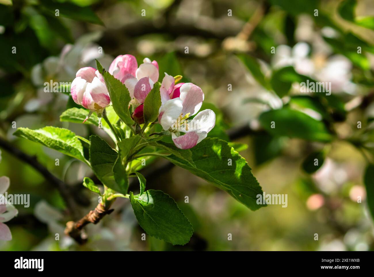 Fiore di mele da vicino. Le gemme si sono appena aperte. (Malus domestica). Foto Stock