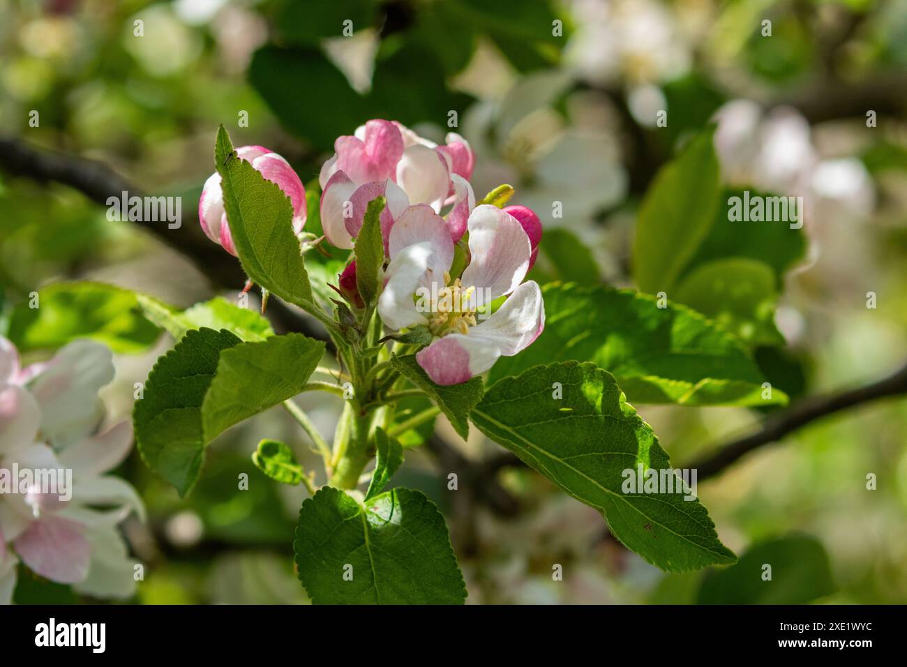 Fiore di mele da vicino. Le gemme si sono appena aperte. (Malus domestica). Foto Stock