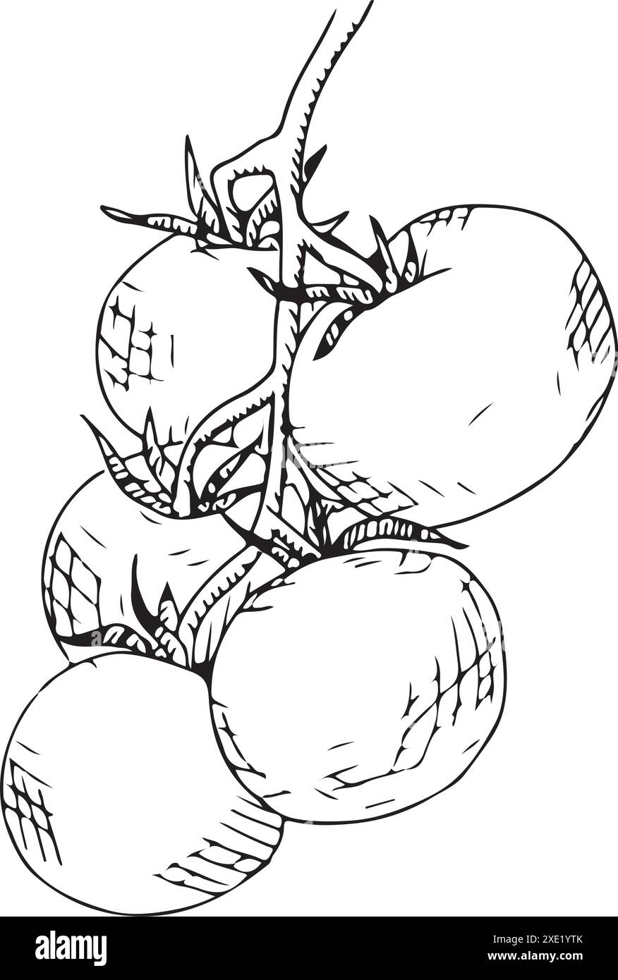 Pomodoro isolato su sfondo bianco. Illustrazione vettoriale. Disegno artistico con linee di pomodori. Illustrazione Vettoriale