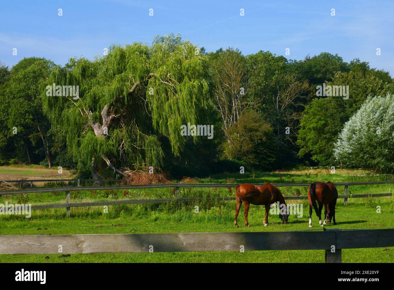 Paddock sul paese in Germania Foto Stock