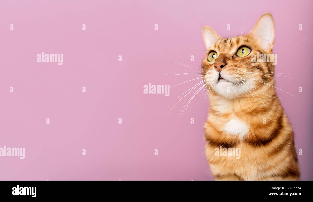 Divertente gatto del Bengala sullo sfondo di una parete viola. Foto Stock