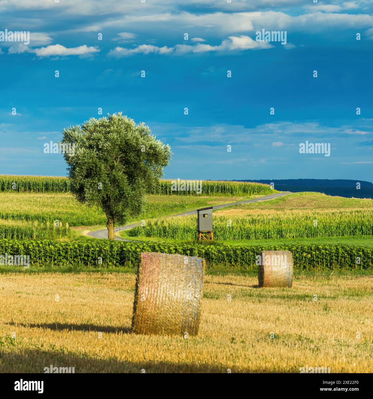 Haybales sul campo di stoppia in Burgenland Foto Stock