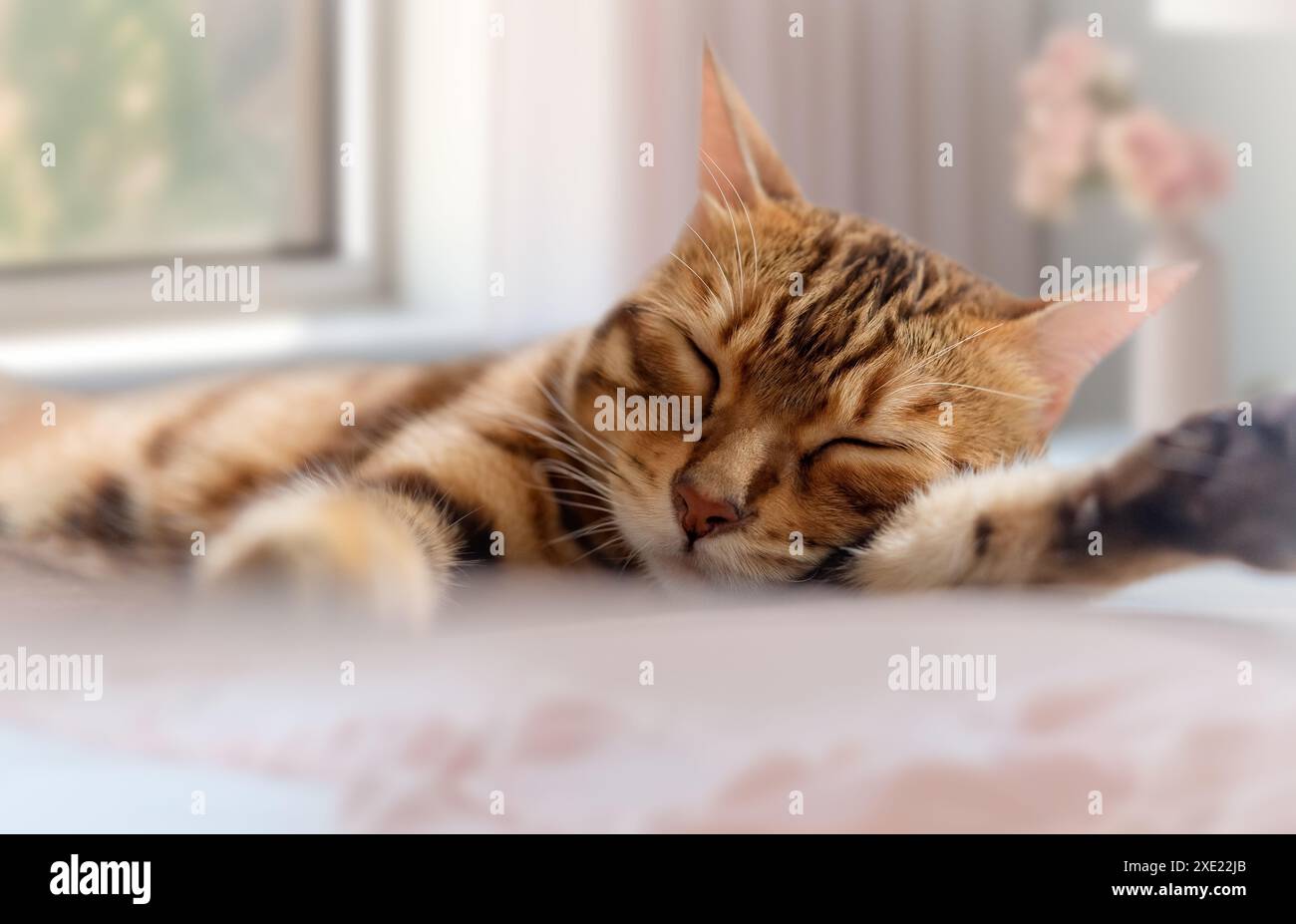 Il gatto del Bengala dorme dolcemente in camera da letto. Foto Stock