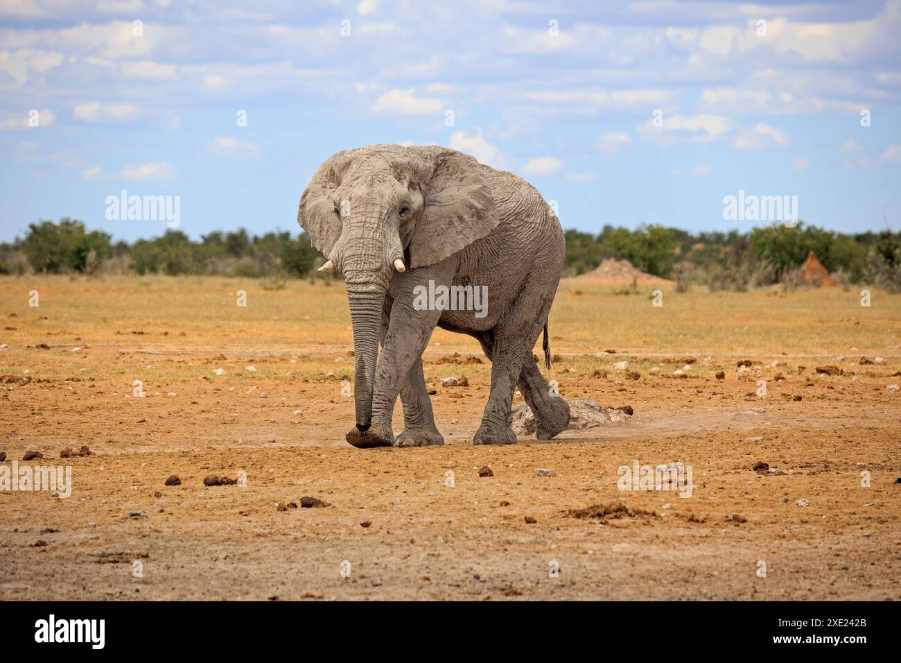 Elefante di Toro Foto Stock