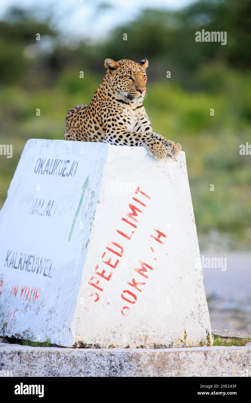 Un leopardo su un cartello nel Parco Nazionale di Etosha in Namibia Foto Stock