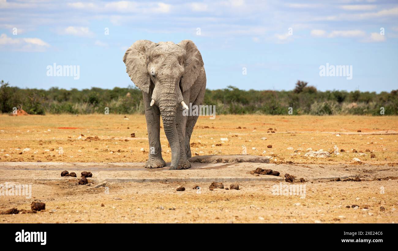 Elefante di Toro Foto Stock
