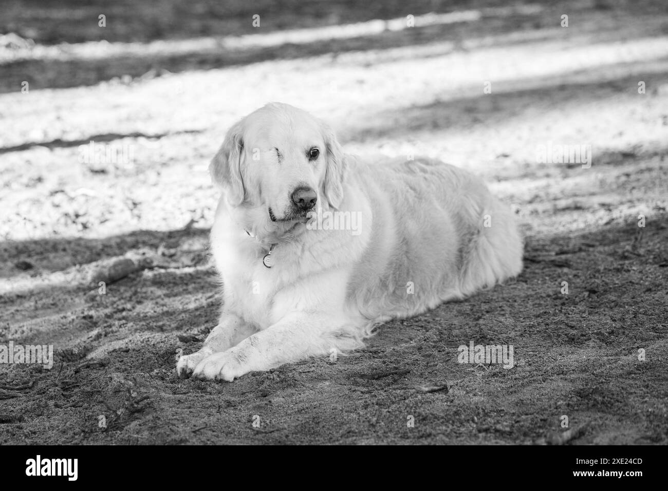 Una scala di grigi di Golden retriever con un occhio adagiato sul terreno in un'area all'aperto ombreggiata Foto Stock