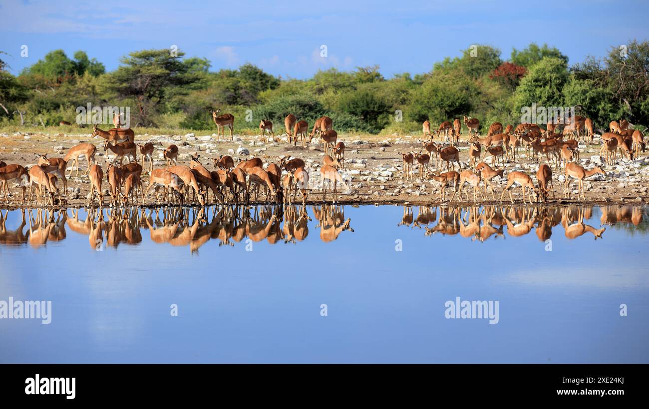 Impalas beve presso la pozza d'acqua Klein Namutoni nel Parco Nazionale di Etosha in Namibia Foto Stock