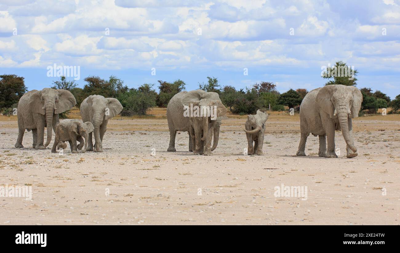 Branco di elefanti Foto Stock