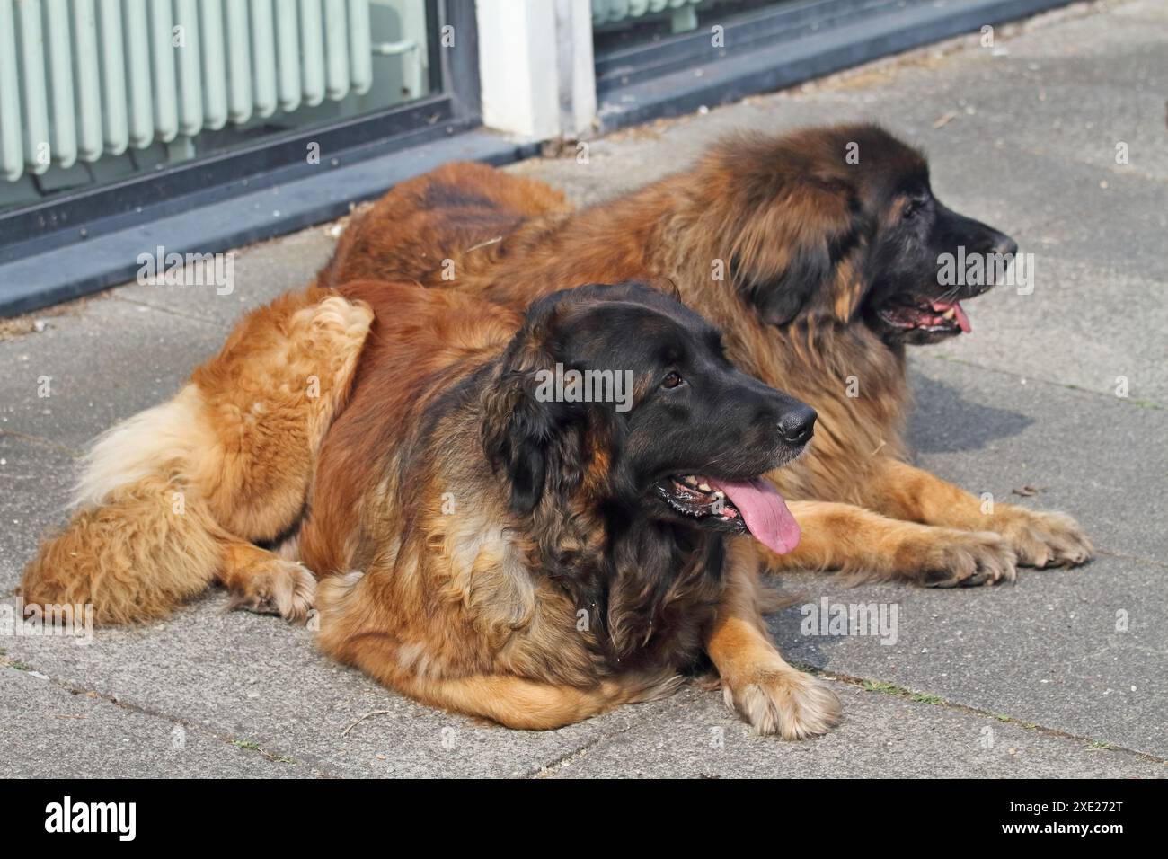 Diversi Leonberger hanno immagazzinato su richiesta Foto Stock