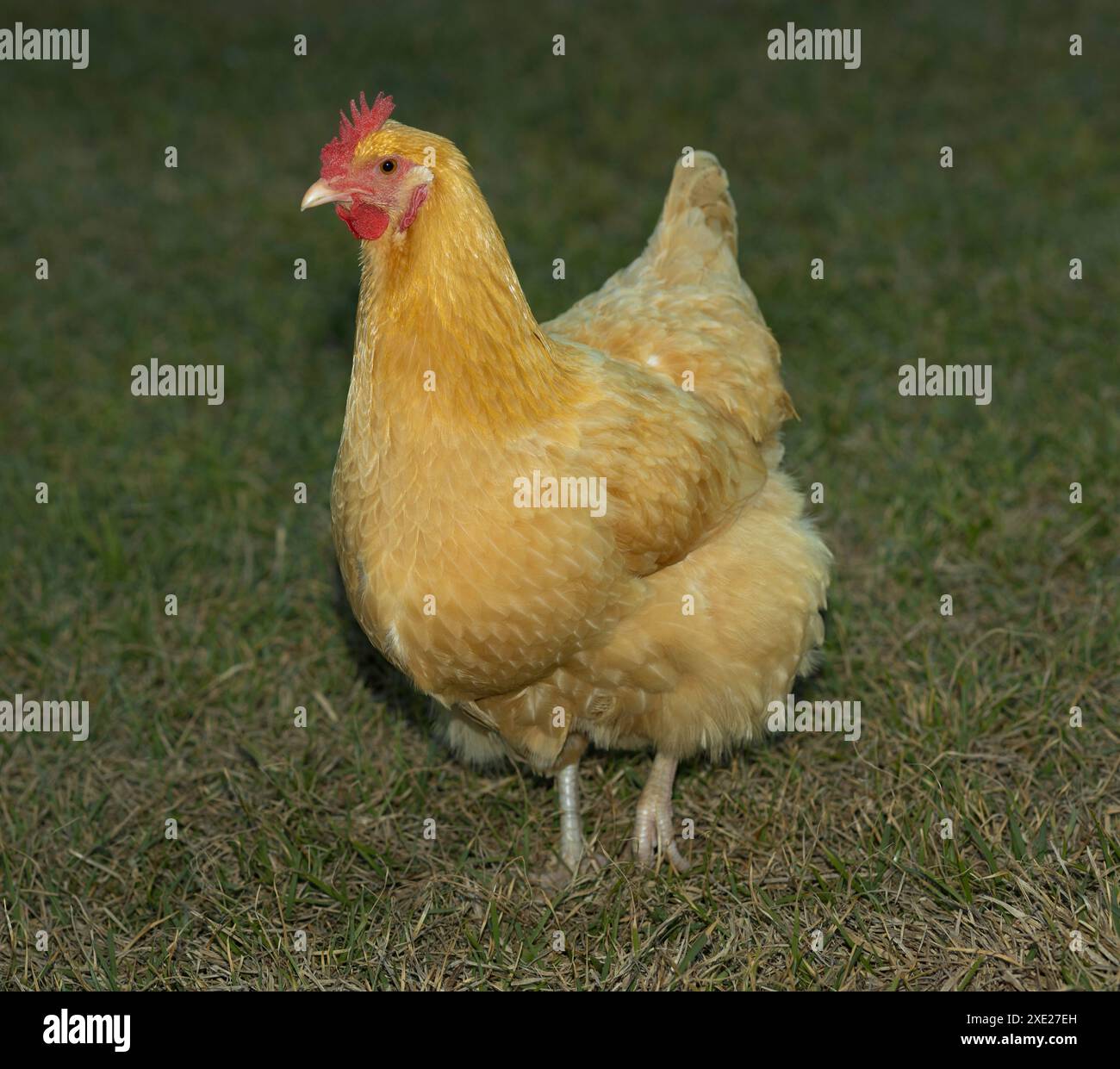 Pollo Orpington di buff femminile, completamente coltivato e libero, in un campo erboso in un'azienda agricola biologica, vicino alla città di Raeford, nella Carolina del Nord. Foto Stock
