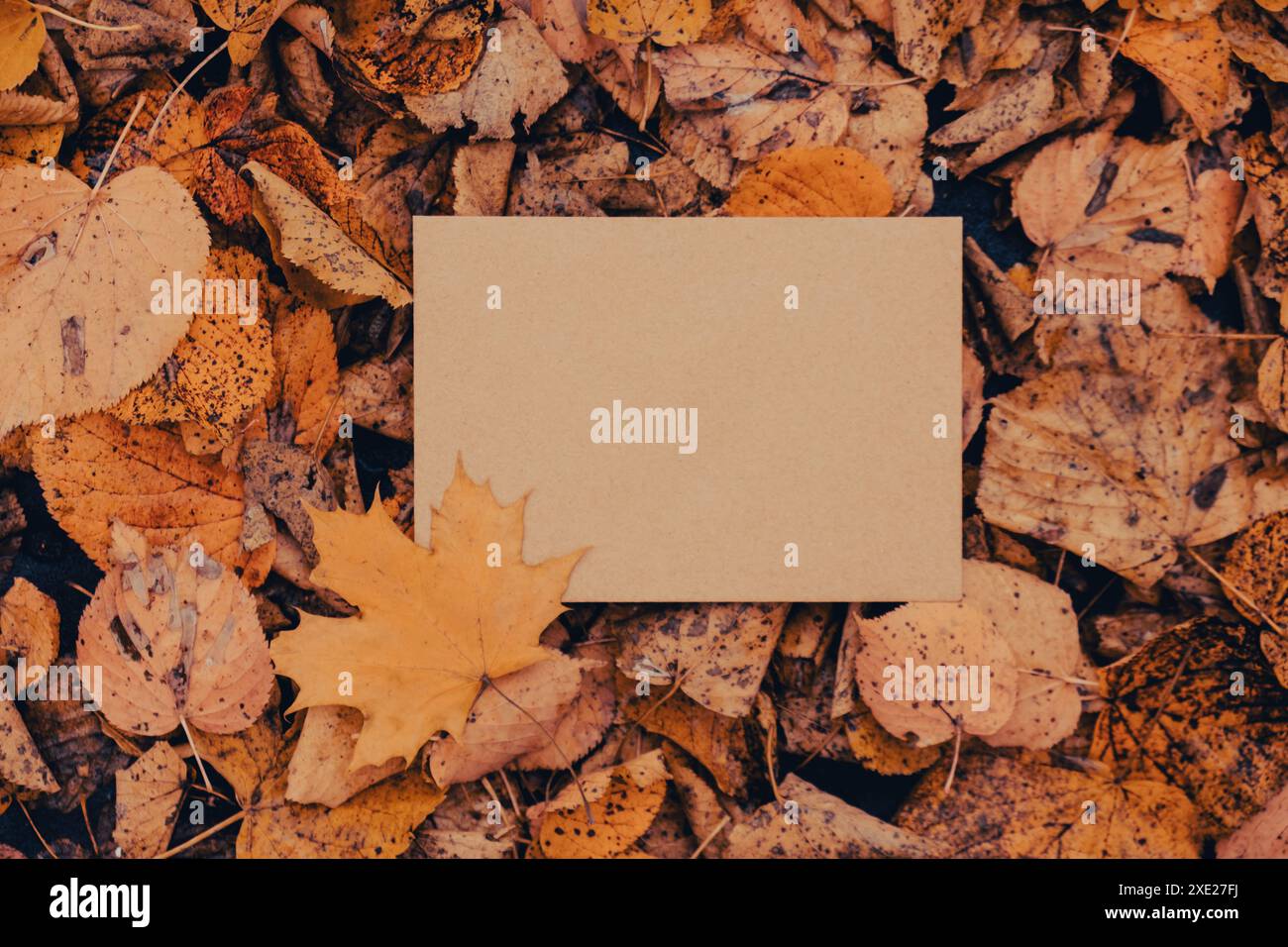 Una busta dalle tonalità naturali vuote si ispira alle colorate foglie autunnali. Scheda modello. Foglie d'albero d'oro. Bell'albero con Foto Stock