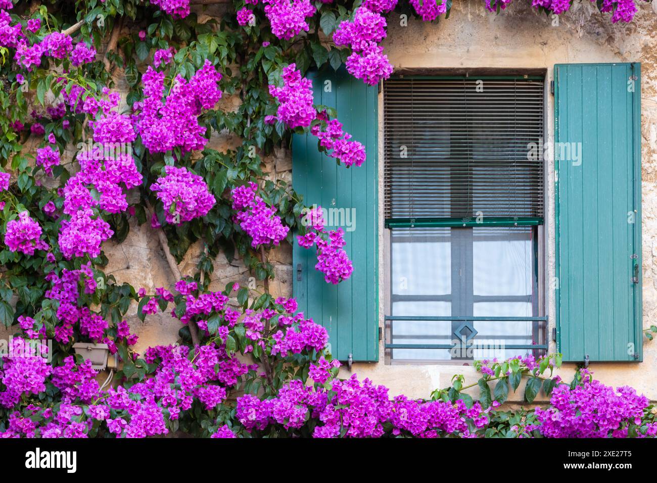 Fiore bouganville in stagione estiva - decorazione esterna della casa italiana con finestra tradizionale. Foto Stock