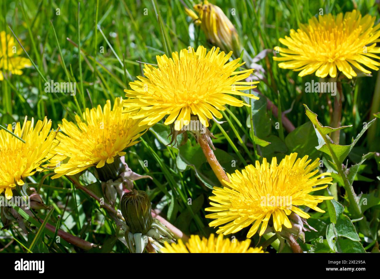 Dandelion o Dandelions (taraxacum officinale), primo piano incentrato su un unico fiore giallo dell'erba comune che cresce nell'erba rifilata di un parco. Foto Stock