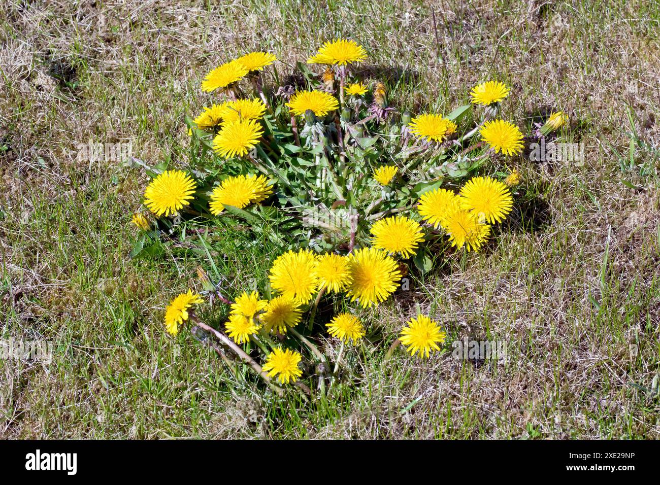 Dandelion o Dandelions (taraxacum officinale), primo piano di un grande ammasso di fiori gialli comuni o erbacce che crescono su un appezzamento di erba secca. Foto Stock