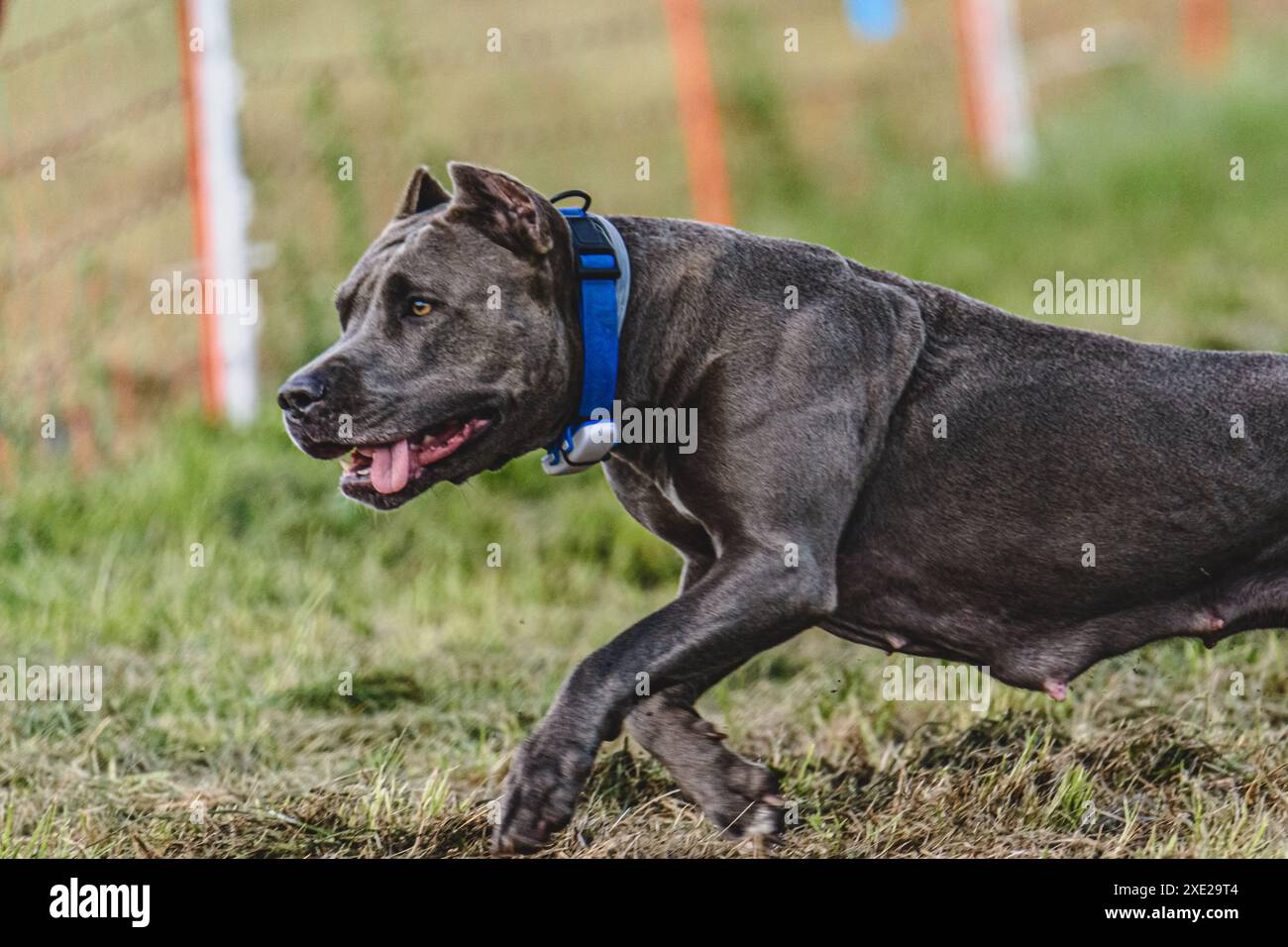 Pit Bull Terrier vola momento di correre attraverso il campo in una gara di tiro Foto Stock