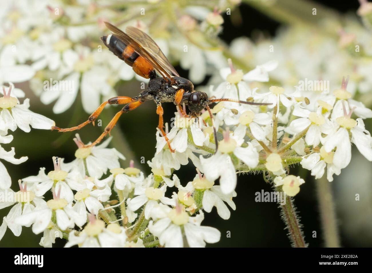 Un'incredibile vespa Ichneumon che cammina sopra le teste dei fiori, Regno Unito Foto Stock