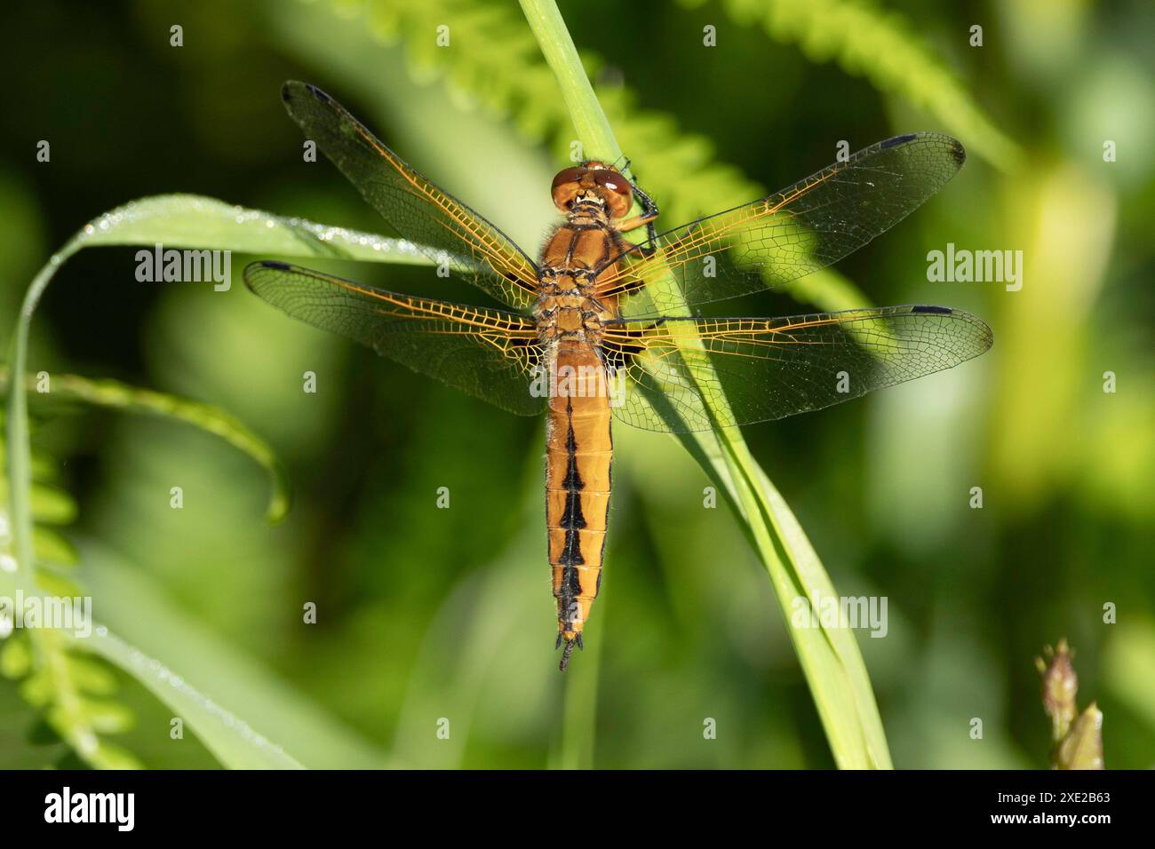 An Immature male Scarce Chaser Dragonfly at Rest, Somerset, Regno Unito Foto Stock