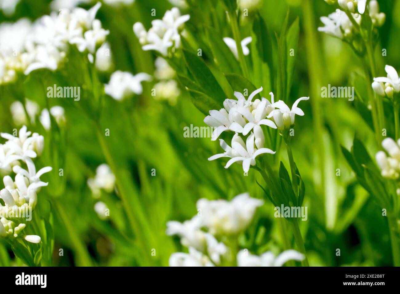 Woodruff o Sweet Woodruff (galium odoratum), primo piano del piccolo fiore del bosco bianco che cresce al sole primaverile. Foto Stock