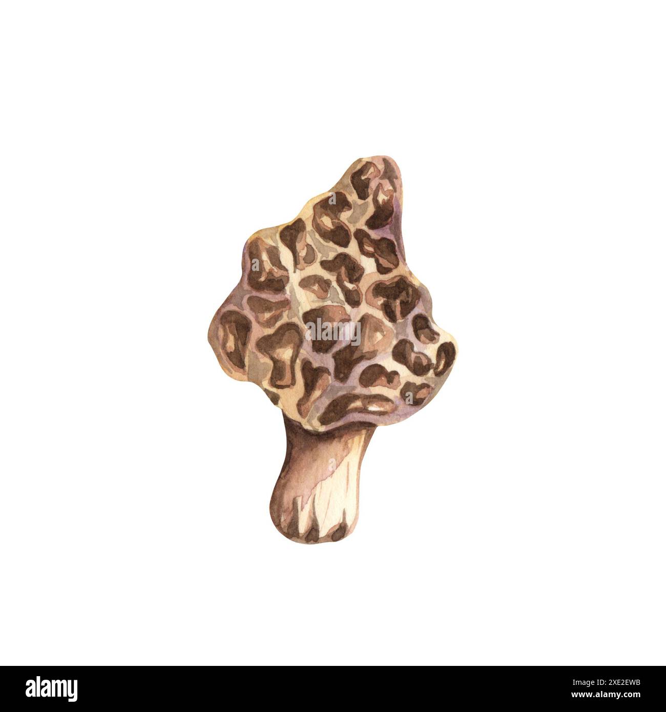 Acquerello fungo velenoso Amanita musaria, isolato su sfondo bianco. Illustrazione della foresta autunnale. Foto Stock