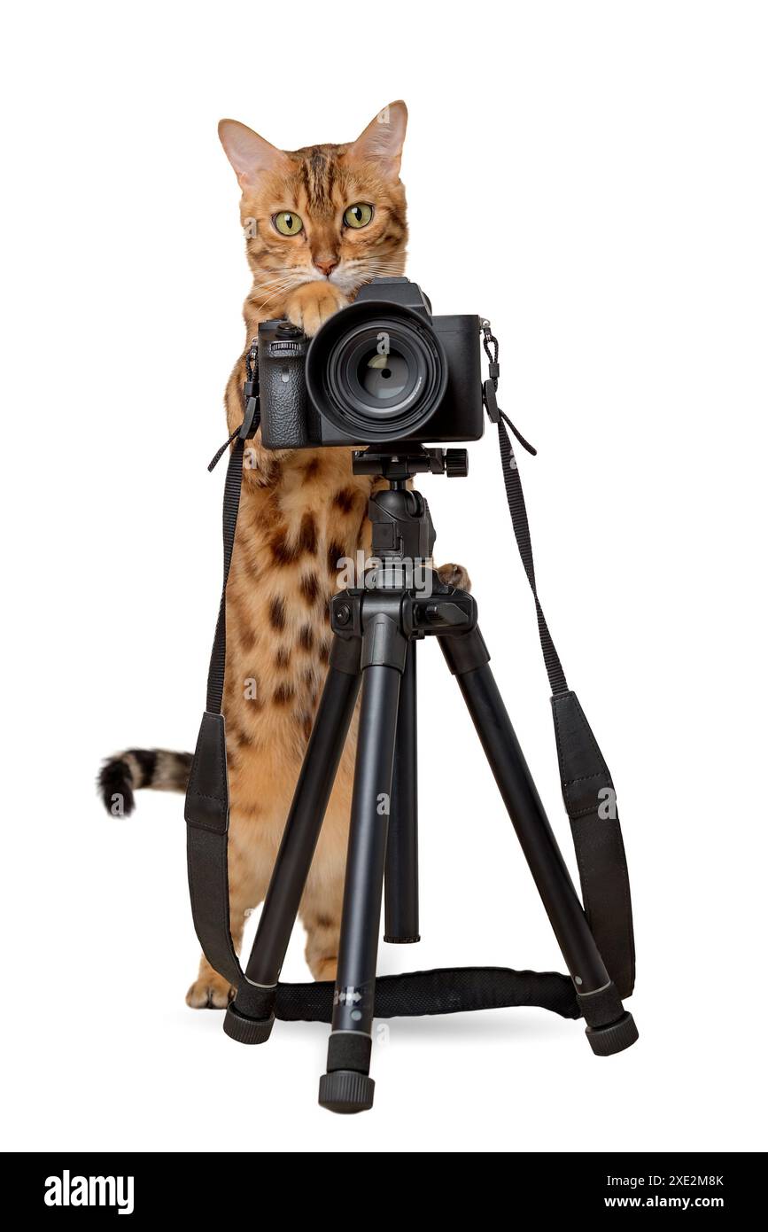 Gatto del Bengala con fotocamera reflex su sfondo bianco. Foto Stock