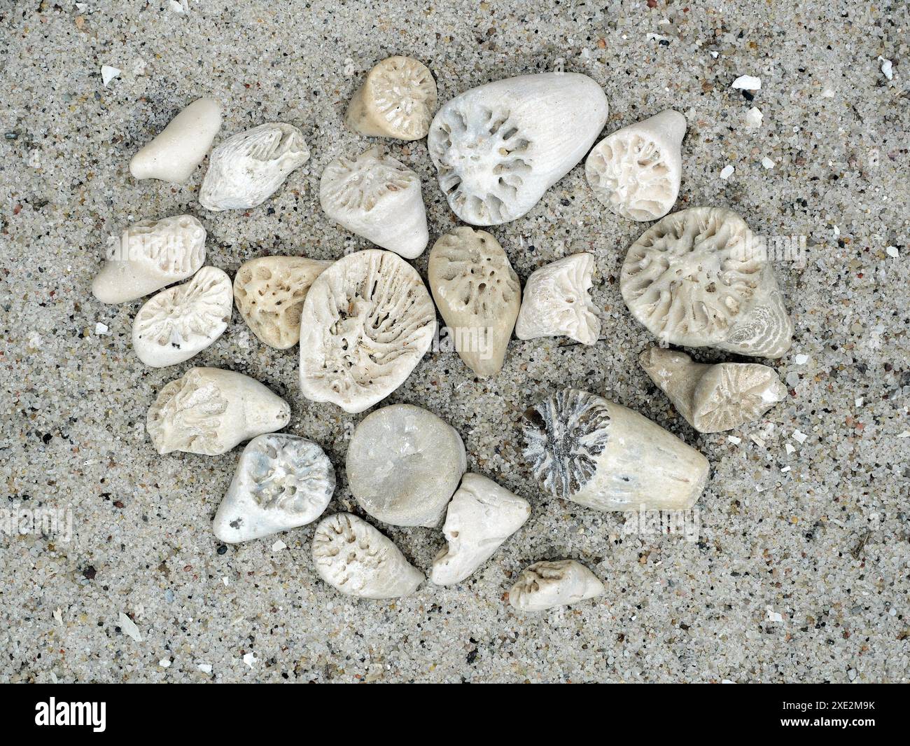 I rami e i frammenti di corallo fossilizzati offrono informazioni sugli antichi ambienti marini e sullo sviluppo della barriera corallina su milioni di Foto Stock