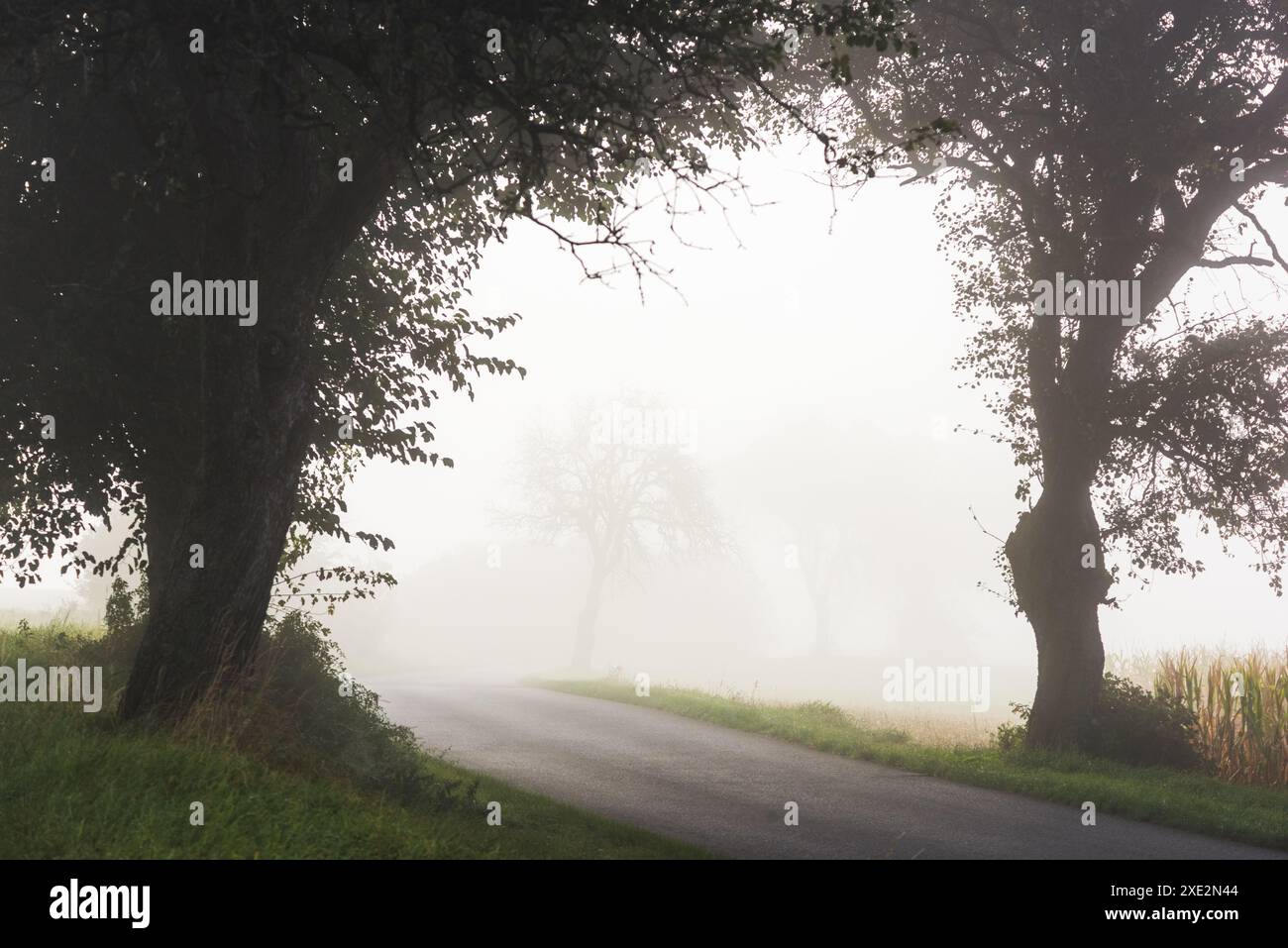 Strada di campagna con nebbia e alberi Foto Stock