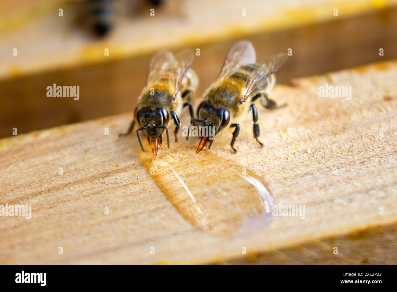 Le api bevono sciroppo vicino alla goccia, primo piano degli insetti nell'alveare. Foto Stock