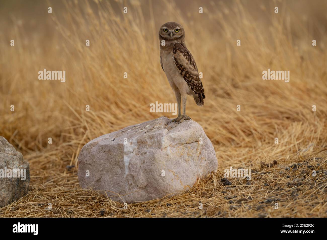 Giovane gufo scavatore in piedi su una roccia. Foto Stock