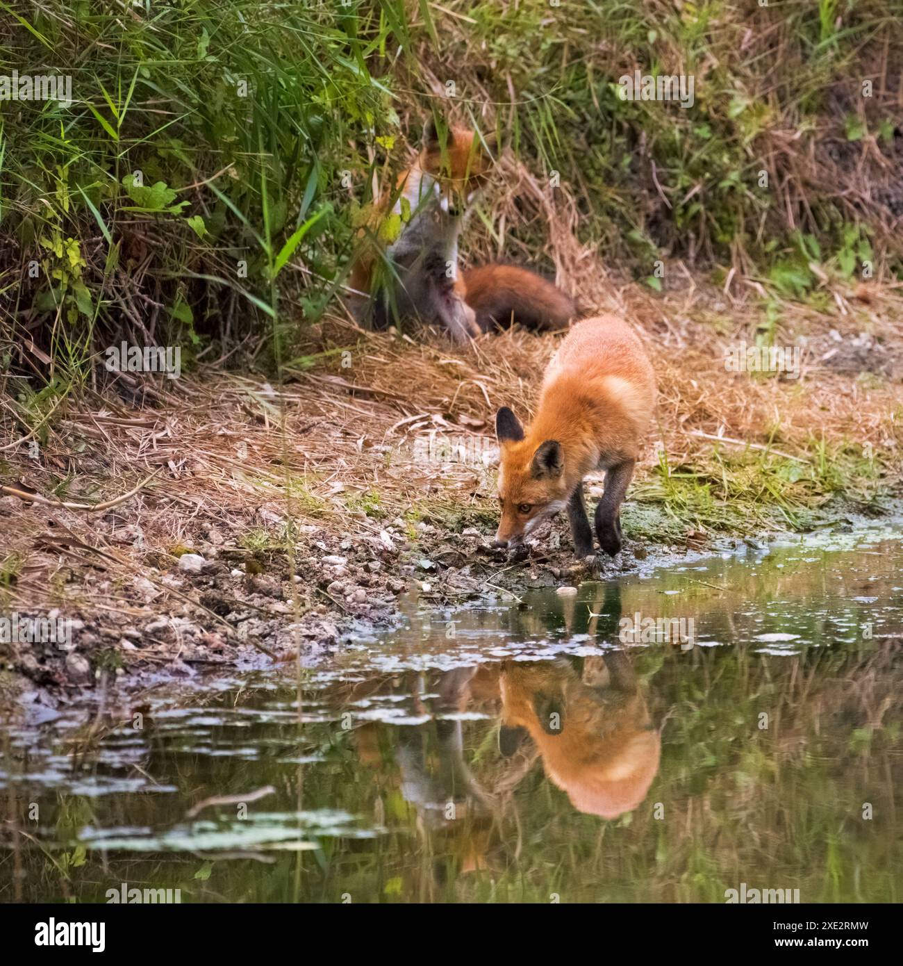 Due Red Fox (Vulpes vulpes) esplorano Shore Edge Autumn Foto Stock