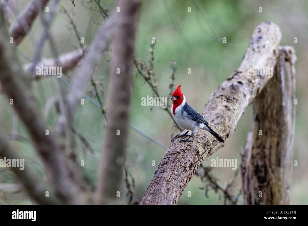 cardinale crestato, tanagers e crespi di miele, coronata paroaria, cardinale dai guanciali rossi. Thraupidae Foto Stock