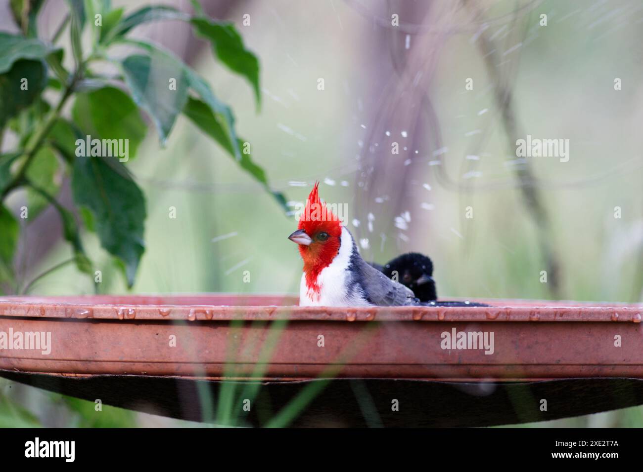 cardinale crestato, tanagers e crespi di miele, coronata paroaria, cardinale dai guanciali rossi. Thraupidae Foto Stock