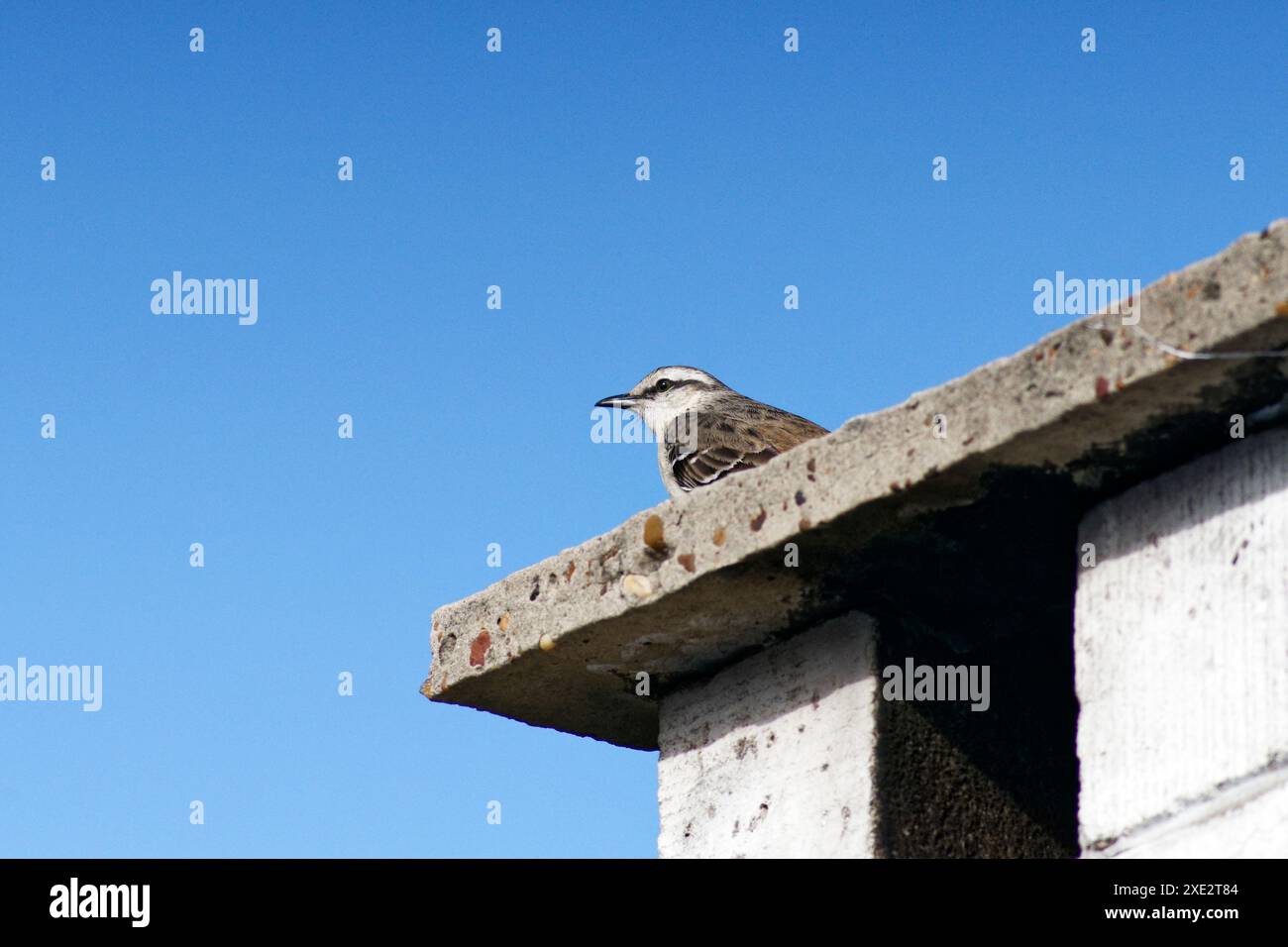 calandria mockingbird, una specie di cuicacoches e mulatti. Grande calandria, calandria, tinco, cenzontle. Mimidae. Mimus Patagonicus Foto Stock