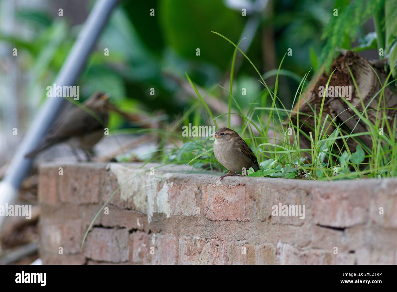 passero della casa, passaridae, passer domesticus Foto Stock