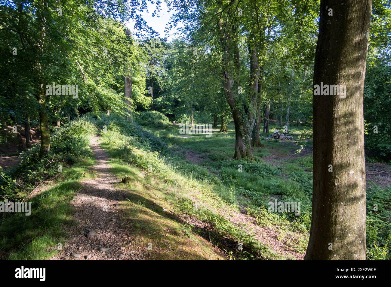 Regno Unito, Inghilterra, Devonshire, Castello di Woodbury. Forte dell'età del ferro a Woodbury Common. Foto Stock