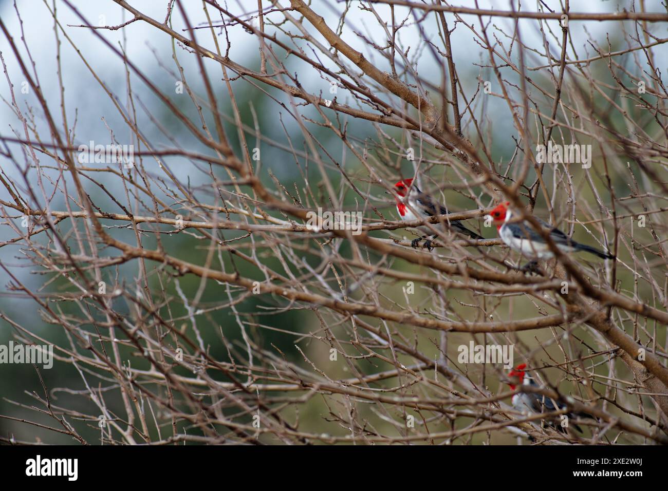 cardinale crestato, tanagers e crespi di miele, coronata paroaria, cardinale dai guanciali rossi. Thraupidae Foto Stock