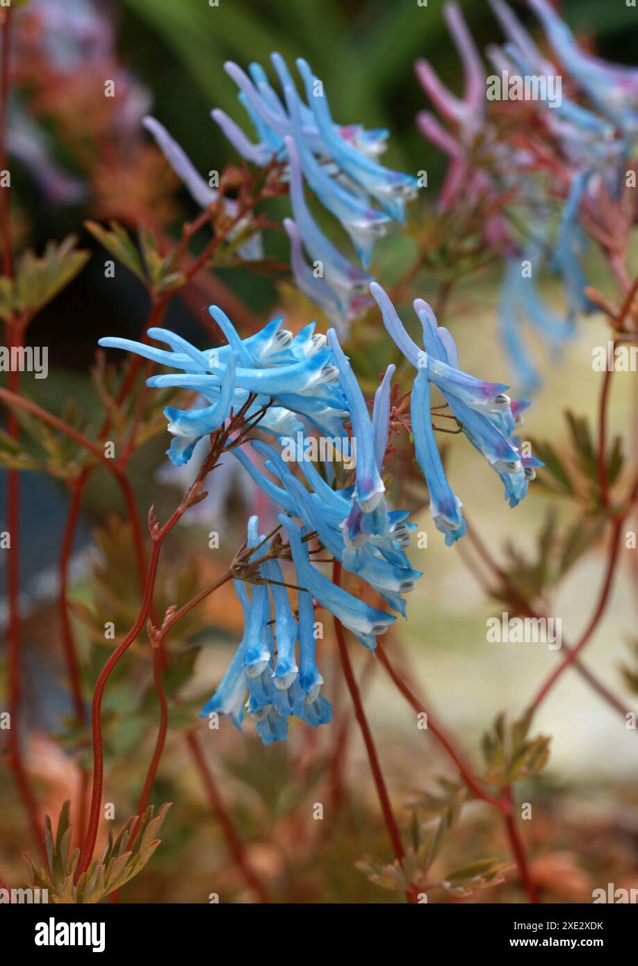 Blue Corydalis o Blue Fumitory, Corydalis flexuosa "Pere David", Papavaraceae. Sichuan, Cina, Asia. Foto Stock