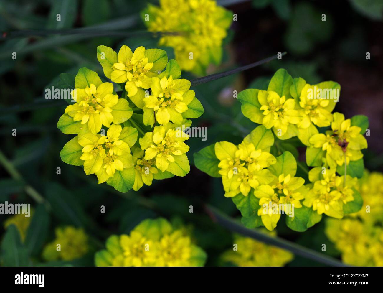 Il cuscino spurgato, euforbia epithymoides, sin. Euphorbia Polychroma, Euphorbiaceae. Libia, Turchia ed Est, Medio ed Europa sudorientale. Foto Stock