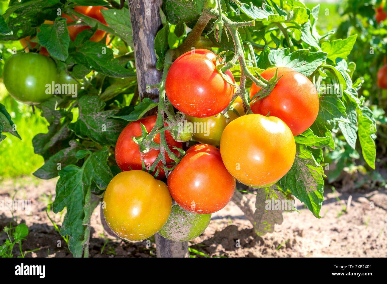 Pomodori. I grappoli di pomodoro maturano sulla pianta Foto Stock