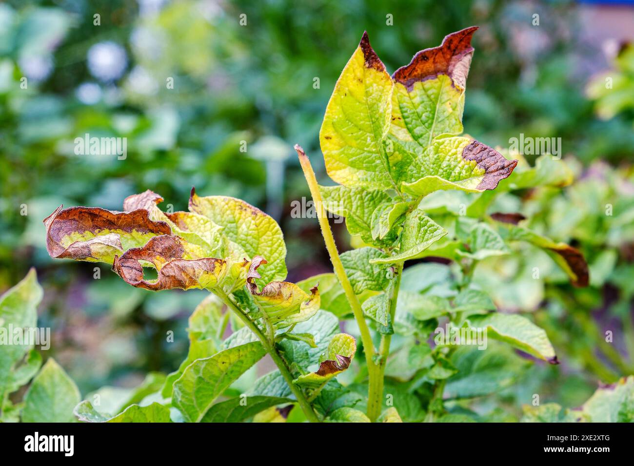 Phytophthora. Una malattia che colpisce le foglie delle piante di patata Foto Stock