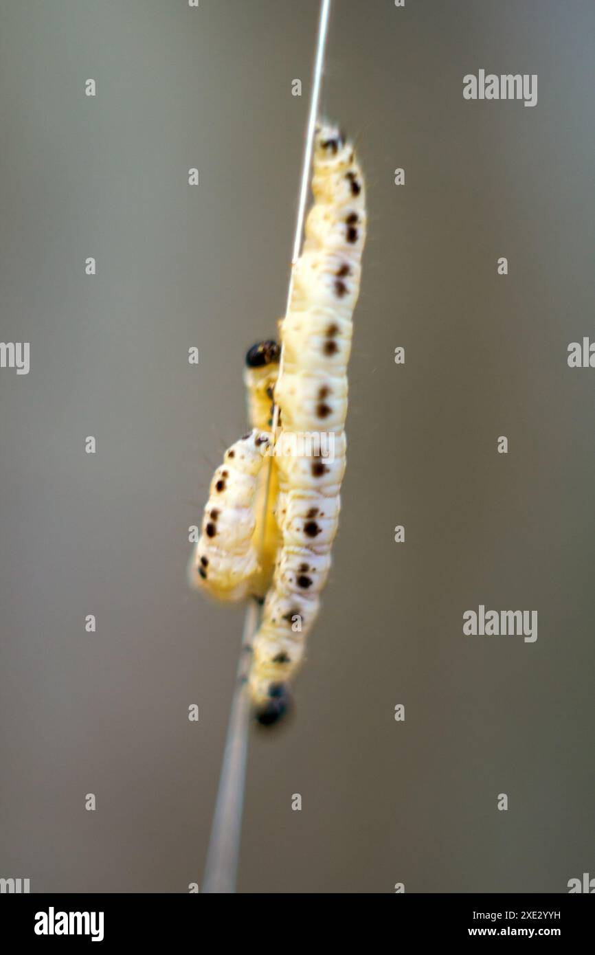 Caterpillari di falena tessuta yponomeuta evonymella. Foto Stock