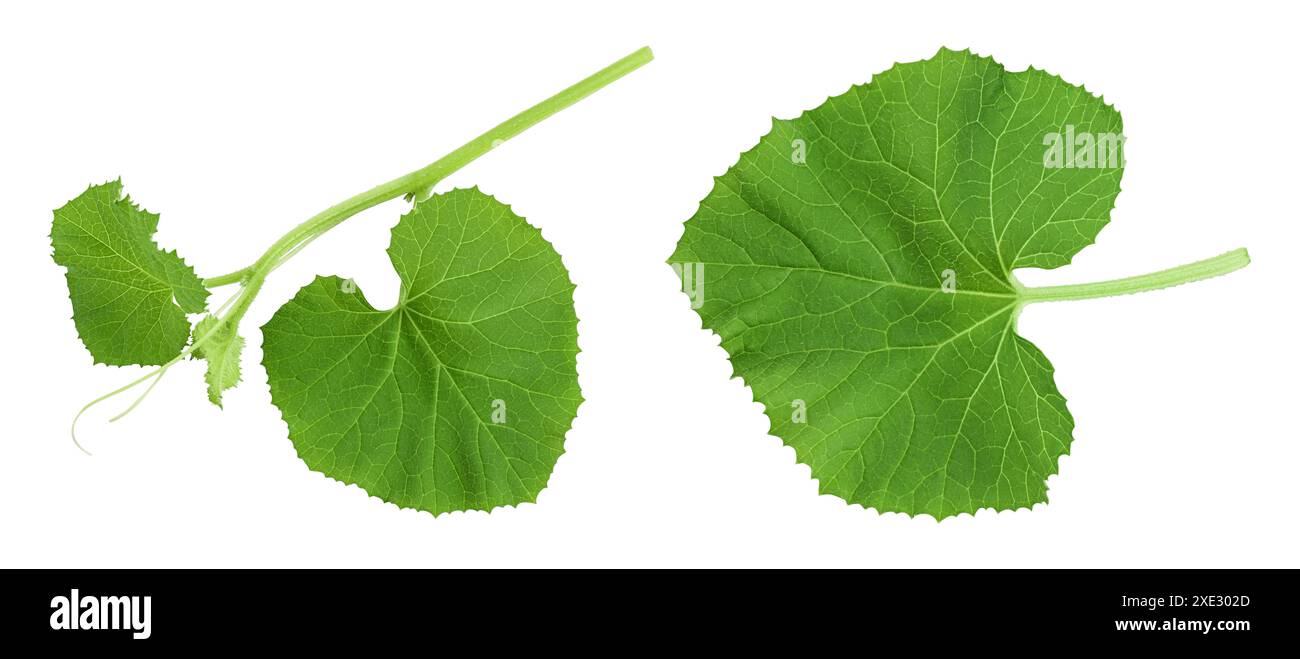 Foglia di melone isolata su sfondo bianco con profondità di campo completa Foto Stock