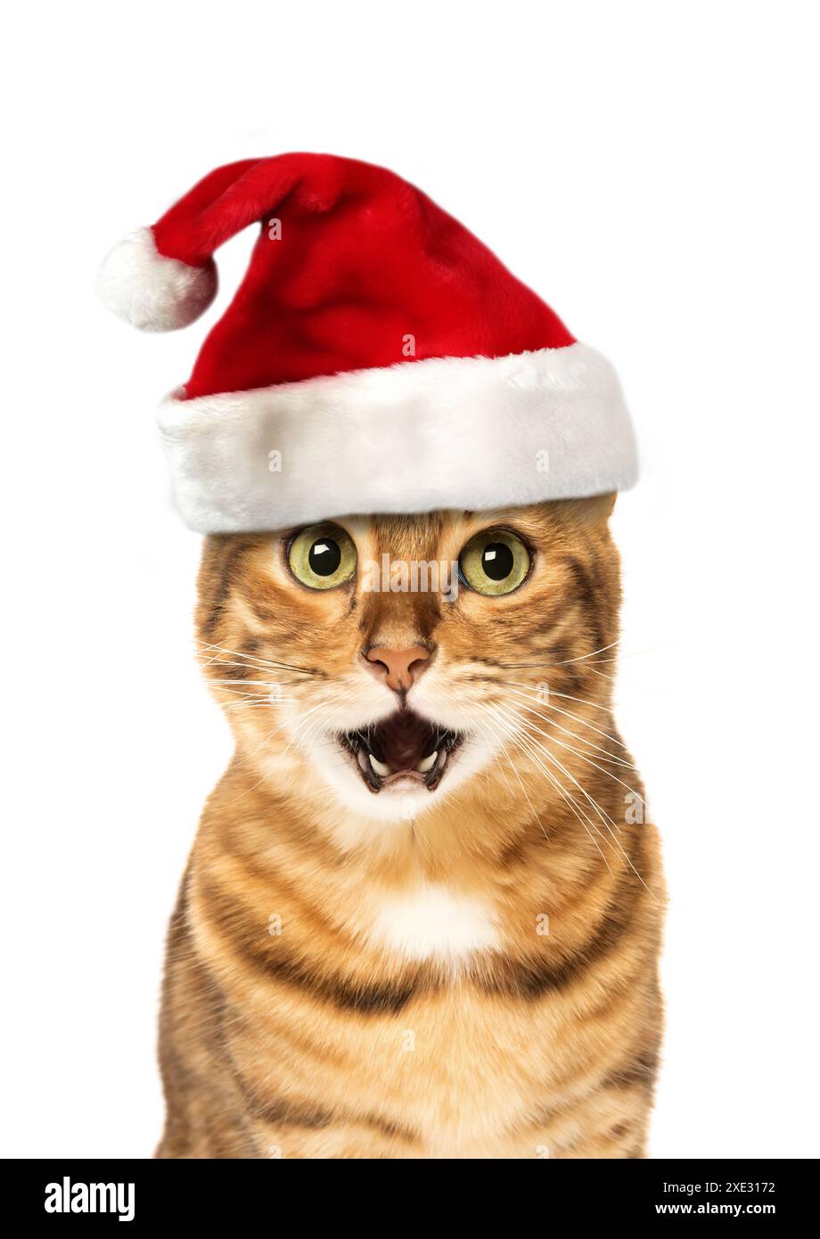 Gatto del Bengala che indossa il cappello di Babbo Natale, concetto natalizio Foto Stock